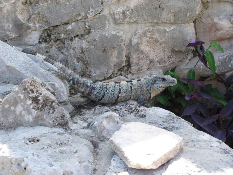 tulum003