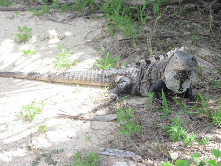 tulum031