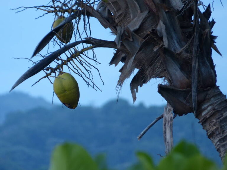 portobelo041