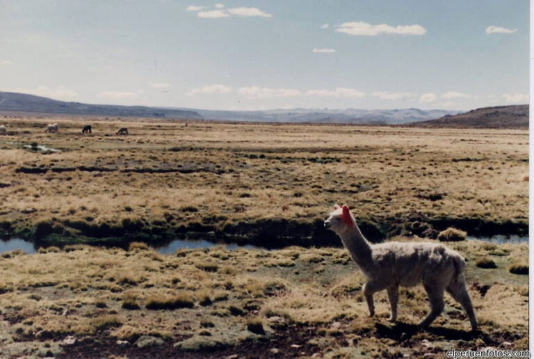 colca 006