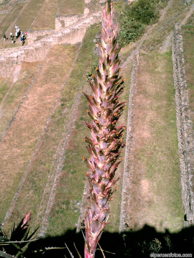 ollantaytambo 009